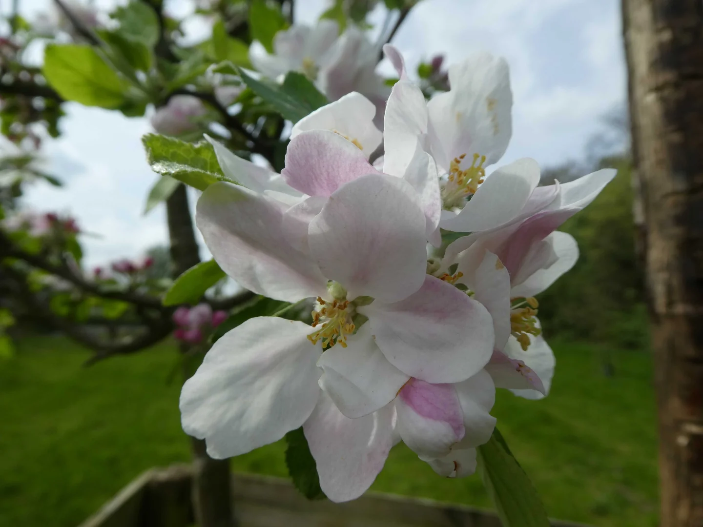 Apfelblüte auf der Streuobstwiese